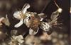 Bach Kirseb�rblomme (Cherry Plum)